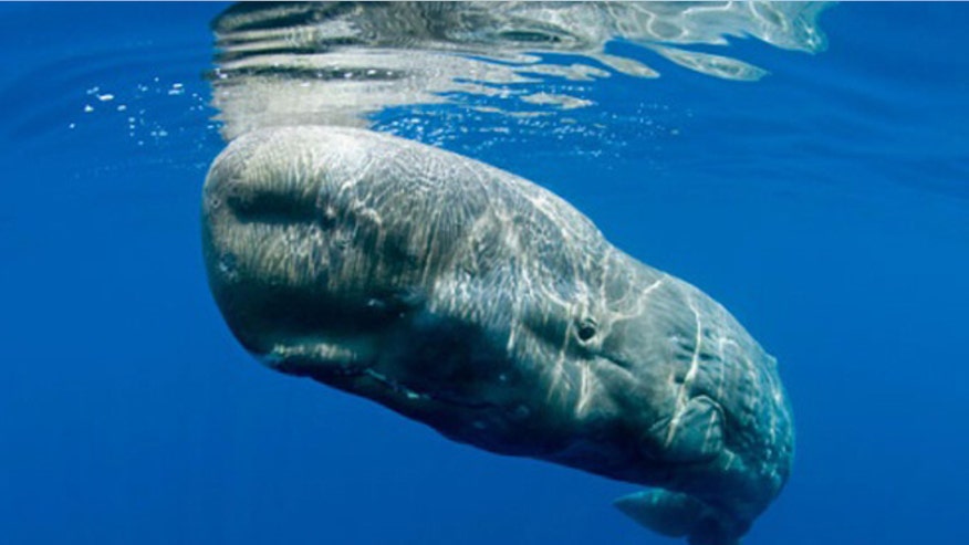sperm whale.jpg